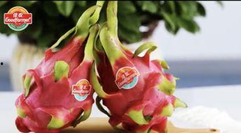 小火龙果爆料视频大全集,揭秘幕后真相与精彩瞬间